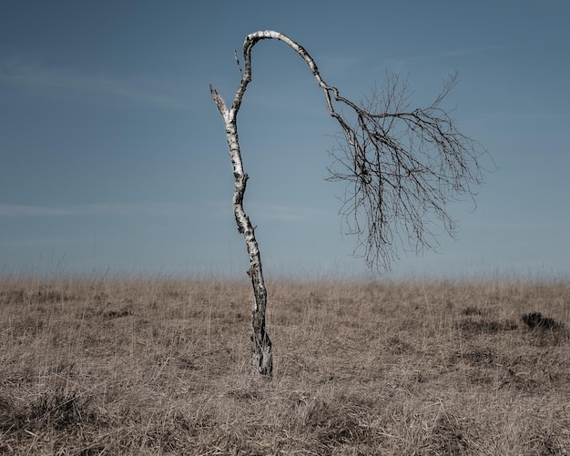 Zdjęcie martwe drzewo w hautes fagnes hohes venn