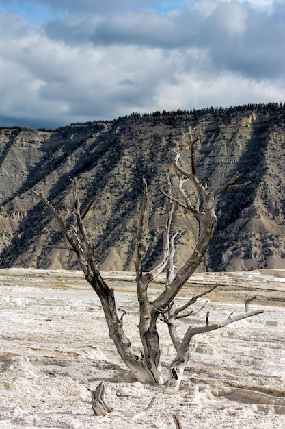 Martwe drzewo w Mammoth Hot Springs