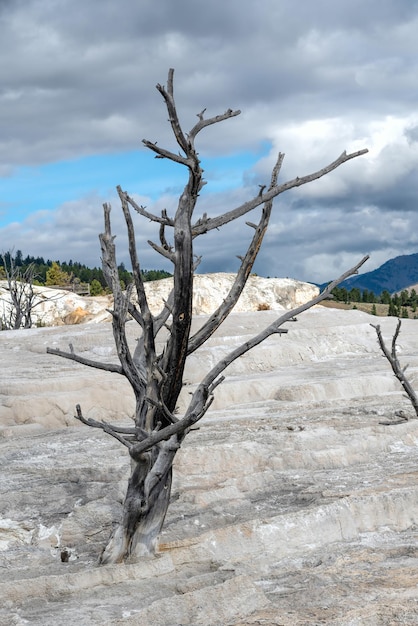 Martwe Drzewo W Mammoth Hot Springs