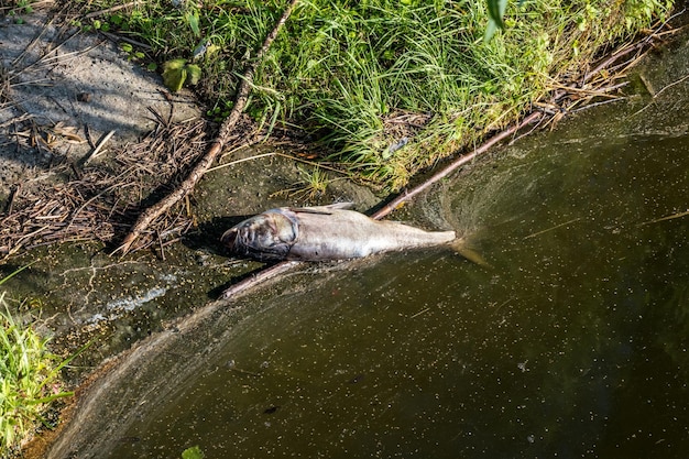 Martwe zgniłe ryby na brzegu zanieczyszczonego jeziora katastrofa ekologiczna i zaraza srebrzystego karpia