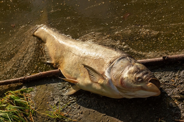 Martwe zgniłe ryby na brzegu zanieczyszczonego jeziora.