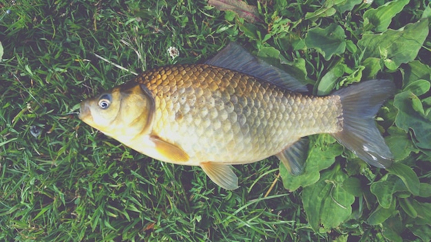 Zdjęcie martwy karp na trawie