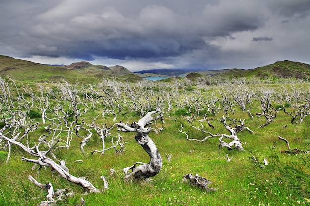 Martwy Las W Parku Narodowym Torres Del Paine, Patagonia, Chile