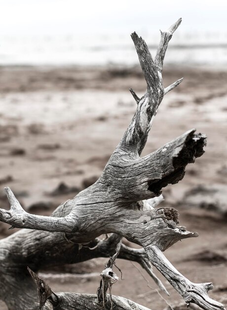 Zdjęcie martwy pień drzewa na wybrzeżu