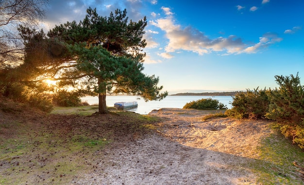 Marzycielski zachód słońca nad drzewem sosny zwyczajnej w Bramble Bush Bay w Studland w Poole Harbor w Dorset