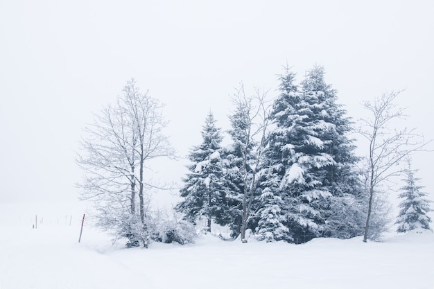 Marzycielski zima krajobraz śnieg zakrywał drzewa i mgłę
