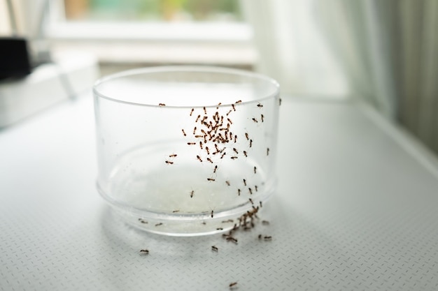 Masa mrówek szukających pożywienia na szkle