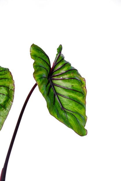 Maska faraona Colocasia na białym tle