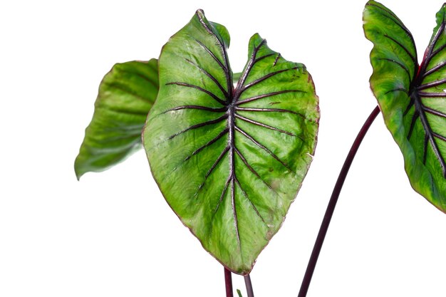 Maska faraona Colocasia na białym tle