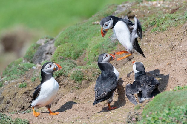 Maskonur Atlantycki Fratercula Arctica Saltee Island Irlandia