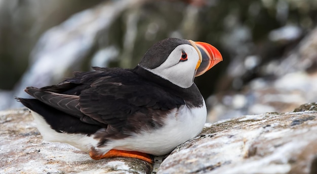 Zdjęcie maskonur atlantycki w okresie panierowania na wyspach farne w anglii uk