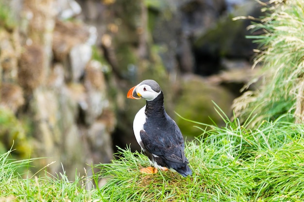 Maskonur z fiordu Borgarfjordur, wschodnia Islandia. Dzika przyroda Islandii. Maskonur zwyczajny. Fratercula arctica