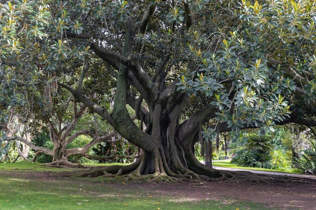 Masywne korzenie drzewa Moreton Bay Fig