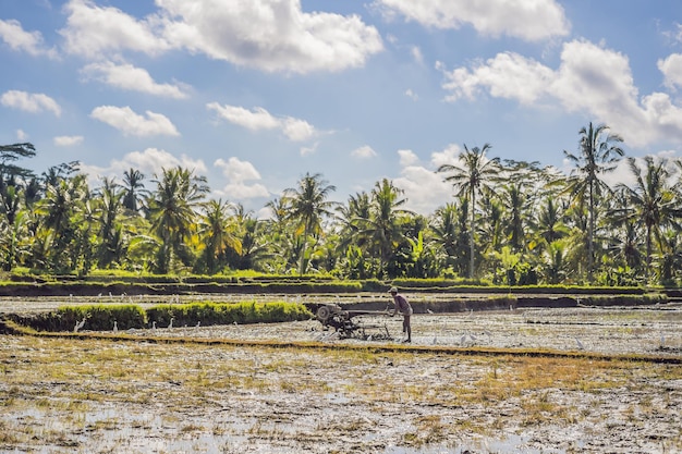 Maszyna do pługa Ciągnik spacerowy z zieloną farmą ryżową w słoneczny dzień