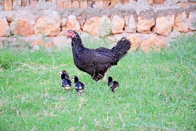 Matka kura z kurczakami na wiejskim podwórku