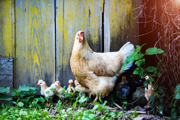 Matka kurczak i ochrona piskląt