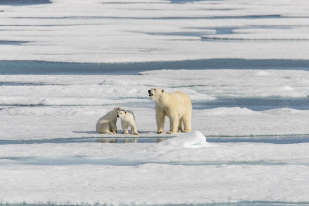 Matka niedźwiedzia polarnego Ursus maritimus i młode bliźniaki na lodzie na północ od Svalbard Arctic Norway