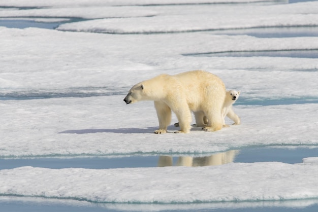 Matka Niedźwiedzia Polarnego Ursus Maritimus I Młode Bliźniaki Na Paku Lodowym Na Północ Od Svalbardu W Arktyce Norwegii