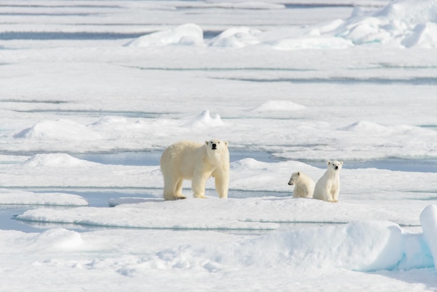 Matka niedźwiedzia polarnego Ursus maritimus i młode bliźniaki na paku lodowym na północ od Svalbardu w Arktyce Norwegii