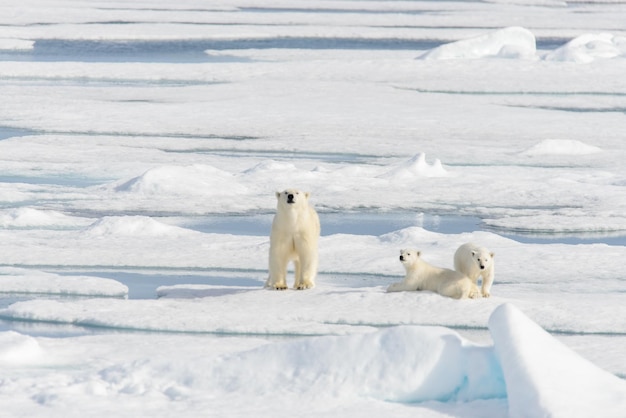 Matka niedźwiedzia polarnego Ursus maritimus i młode bliźniaki na paku lodowym na północ od Svalbardu w Arktyce Norwegii