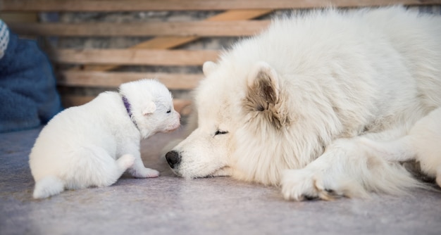 Matka psa rasy Samoyed ze szczeniętami. Szczeniaczki karmiące mamę