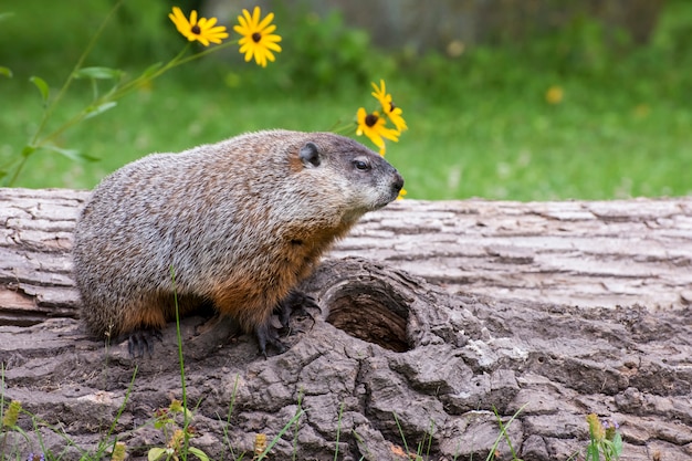 Matka Woodchuck stanęła na kłodzie w polu z kwiatami