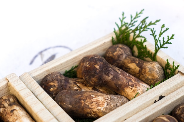 Matsutake Pieczarka W Japonia świeżym Rynku