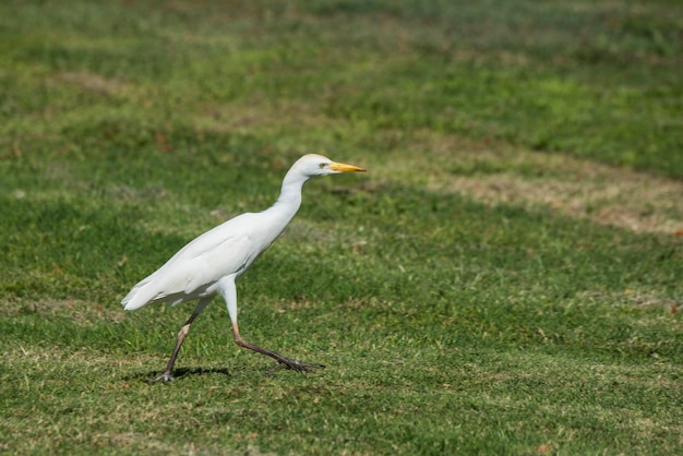 Zdjęcie maui hawaii czapla bydlęca bubulcus ibis kroczy dumnie po zielonej trawie