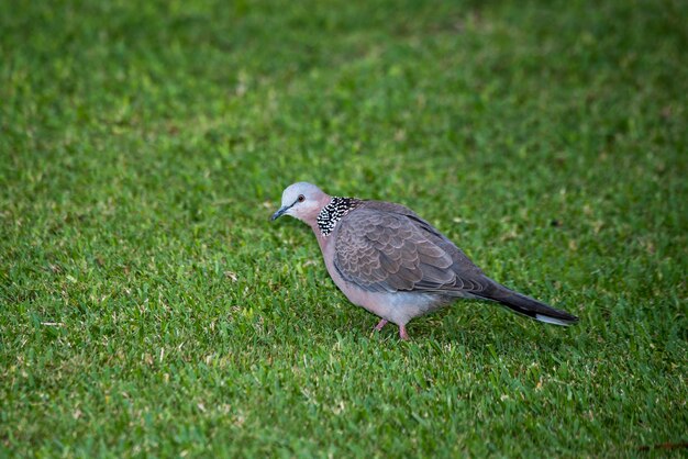 Maui Hawaii Gołąb Cętkowany Spilopelia Chinensis Szukający Pożywienia Na Ziemi