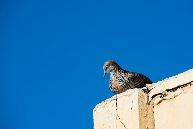 Zdjęcie maui hawaii zebra dove geopelia striata siedząca na dachu z pięknym niebieskim tłem