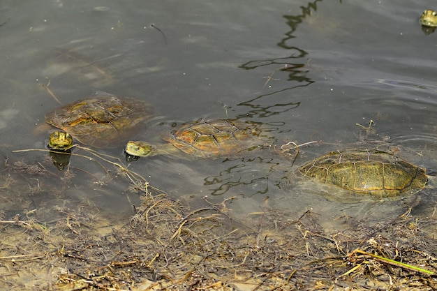 Mauremys leprosa - żółw błotny trędowaty jest gatunkiem żółwia błotnego z rodziny Geoemydidae