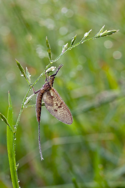 Mayflies to wodne owady należące do rzędu Ephemeroptera