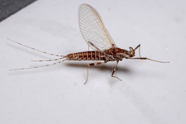 Mayfly widlaste z rodzaju Thraulodes