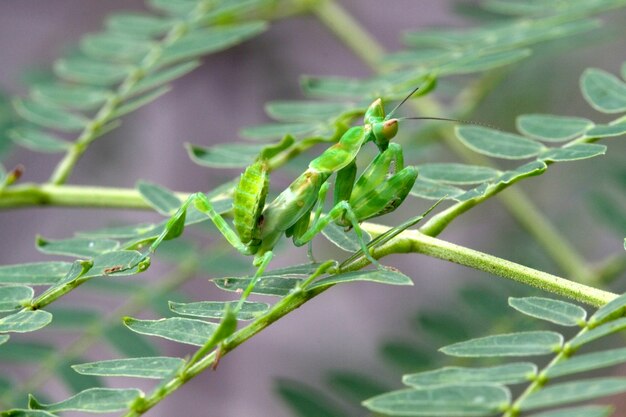 Meadow Grasshopper