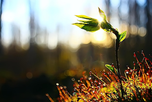 mech makro wiosna / naturalne tło wiosny z promieniami słońca natura mchu