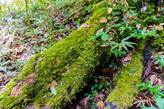 Mech Na Kłodach W Kew Mae Pan Nature Trail Szlak Trekkingowy Prowadzący Przez Dżunglę