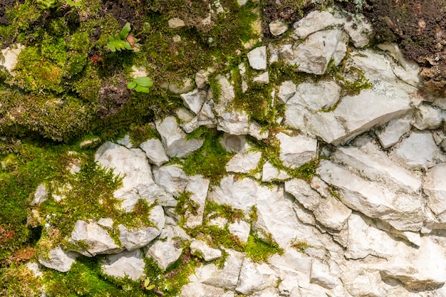 Zdjęcie mech na skałach łupki, naturalne tła.