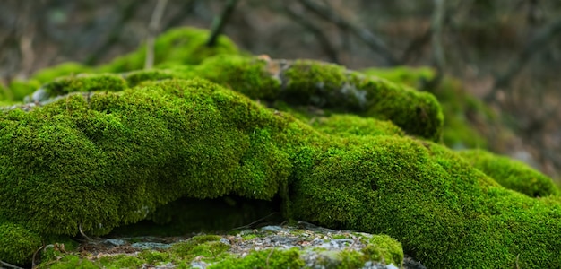 Mech na skale w lesie Mech ogrodowy Naturalny zielony mech z azjatyckiego lasu