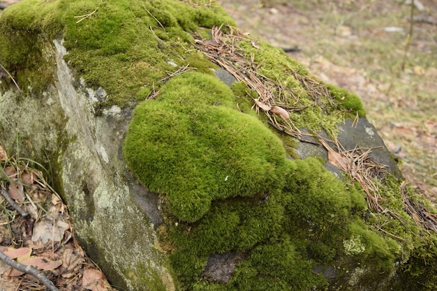 Mech Torfowiec Na Zbliżenie Gleby Leśnej Region Uljanowsk Rosja