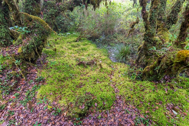 Mech torfowiec w Parku Narodowym Ang Ka Luang Nature Trail Doi Inthanon