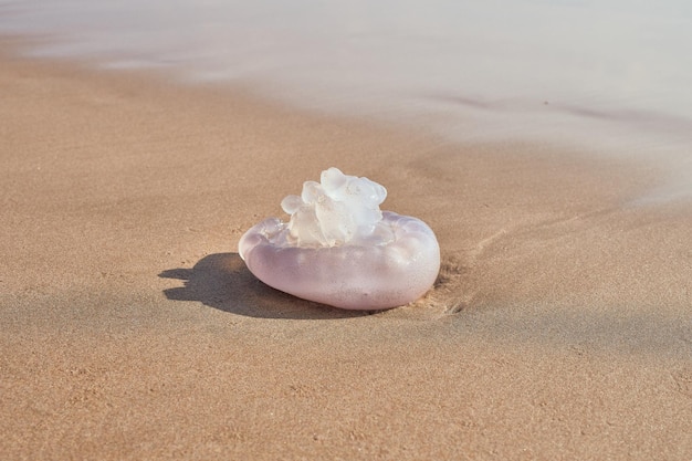 Meduza Na Brzegu Plaży. Użądlenie Meduzy