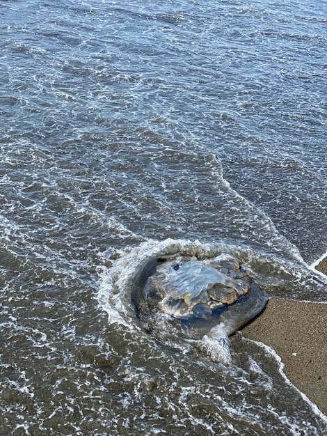 Zdjęcie meduza na brzegu plaży