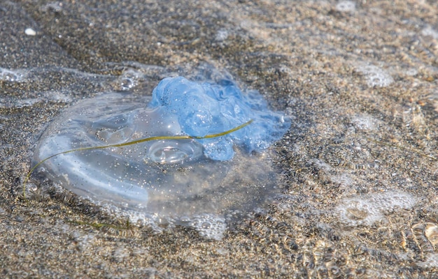 Meduza na plaży i czysta morska woda