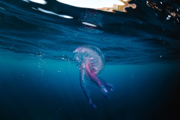 Meduza pływająca w morzu