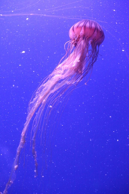 Meduza pływająca w morzu