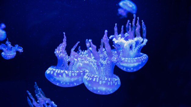 Meduza podwodna Spotted laguna meduza mastigias papua