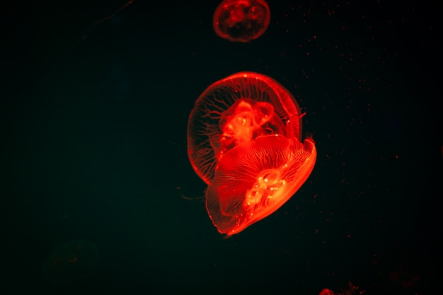 Meduza Sea Moon Na Ciemności