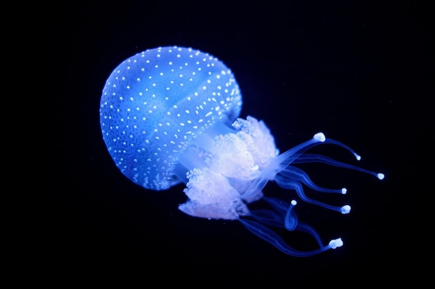 Zdjęcie meduza tropikalna phyllorhiza punctata meduza białopłytkowa pod wodą