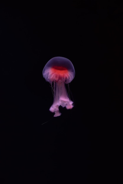 Meduza w akwarium na ciemnym tle