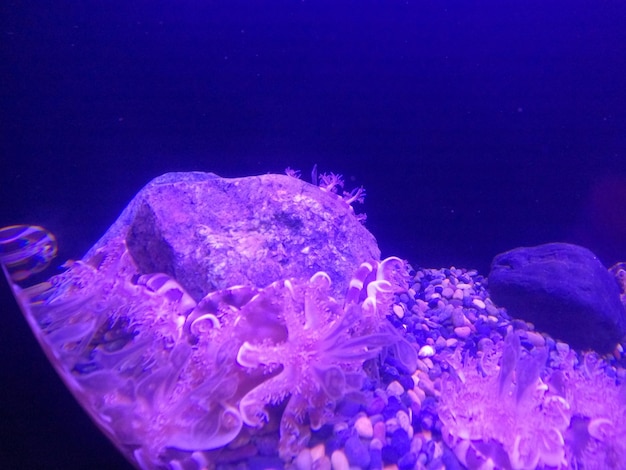 Meduza z zatoki san francisco
